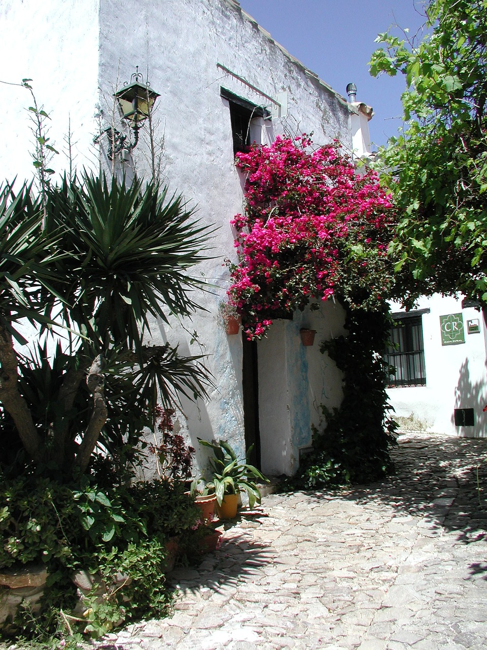 andalusia flowers mediterranean free photo