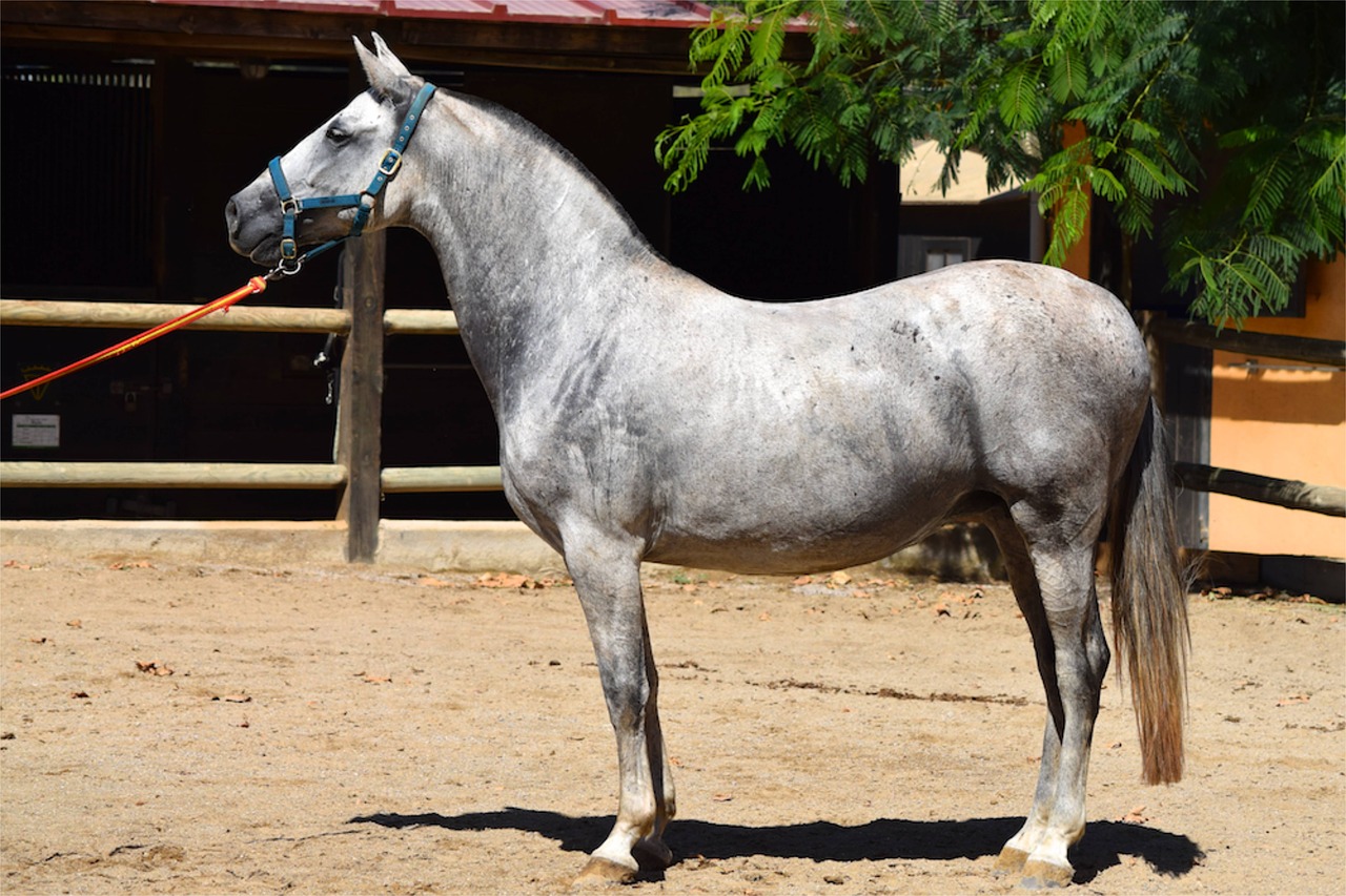 andalusian andalusian horse horse free photo