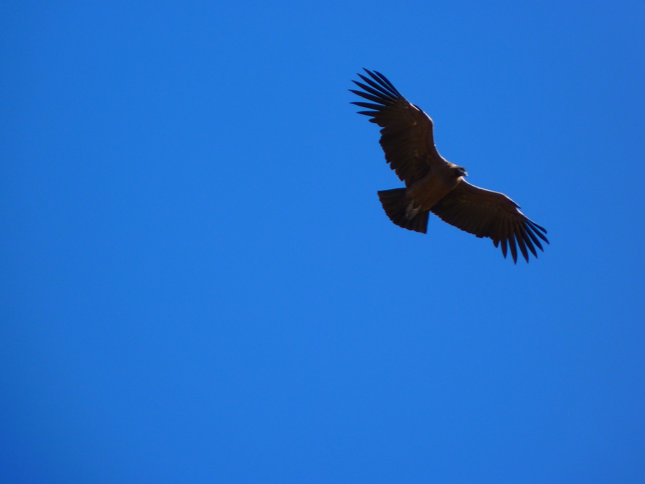 andean condor vultur gryphus bird free photo