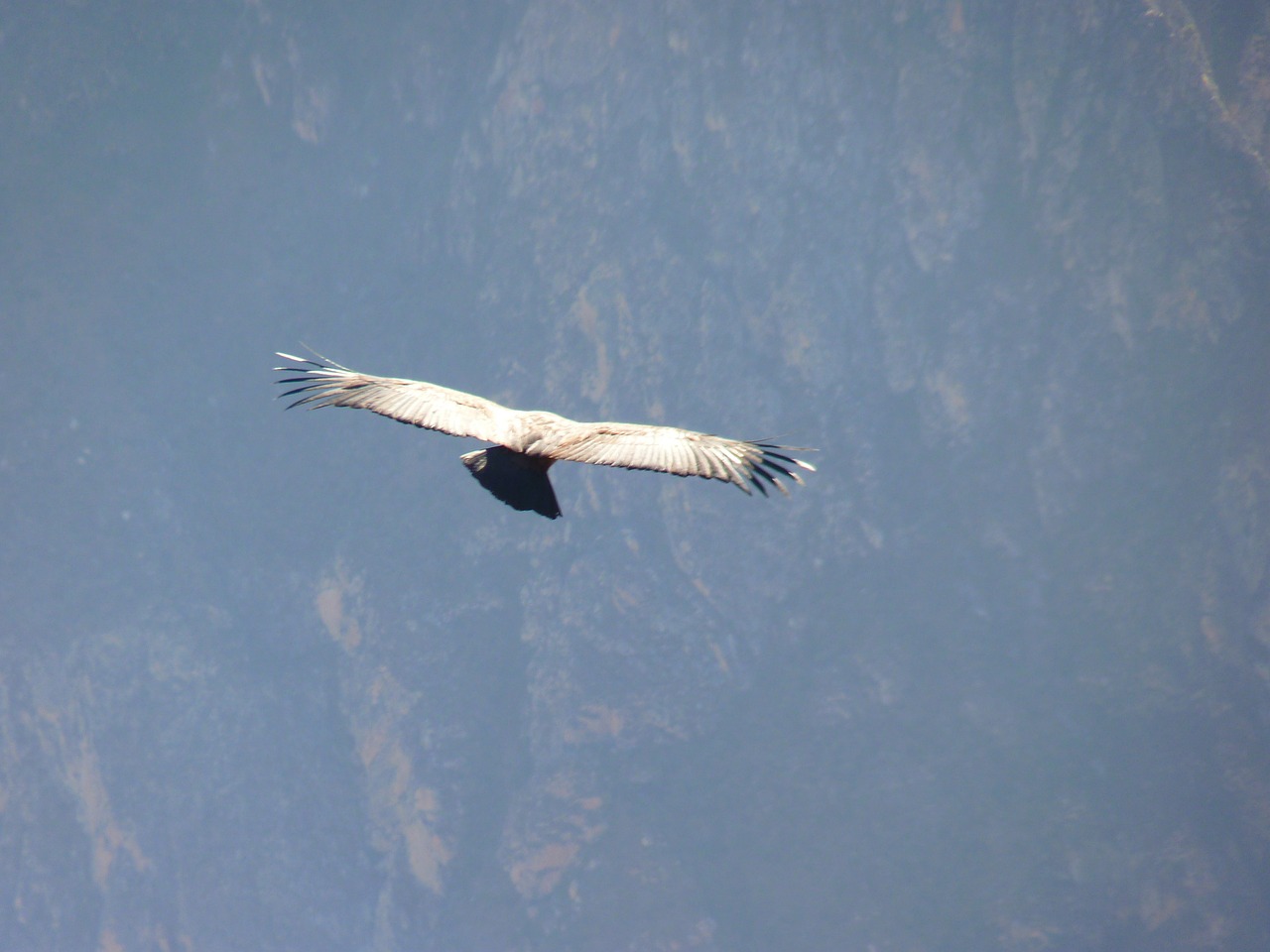 andean condor vultur gryphus bird free photo