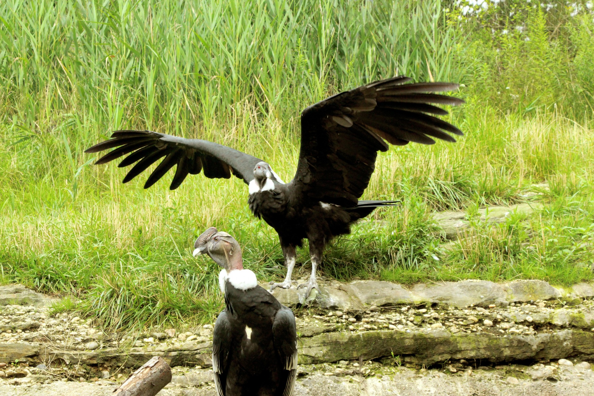 condor condors andean condor free photo