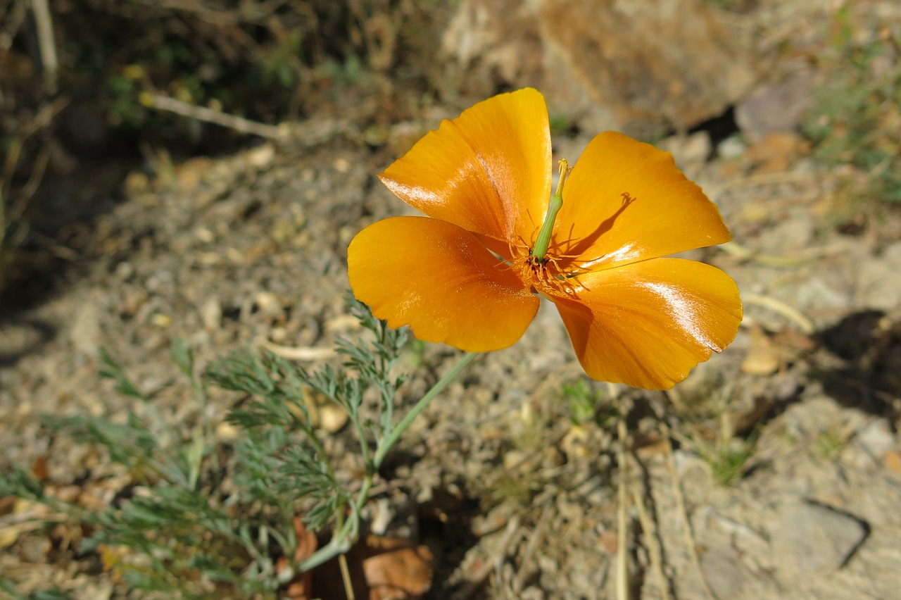 andenmohn suasi poppy free photo