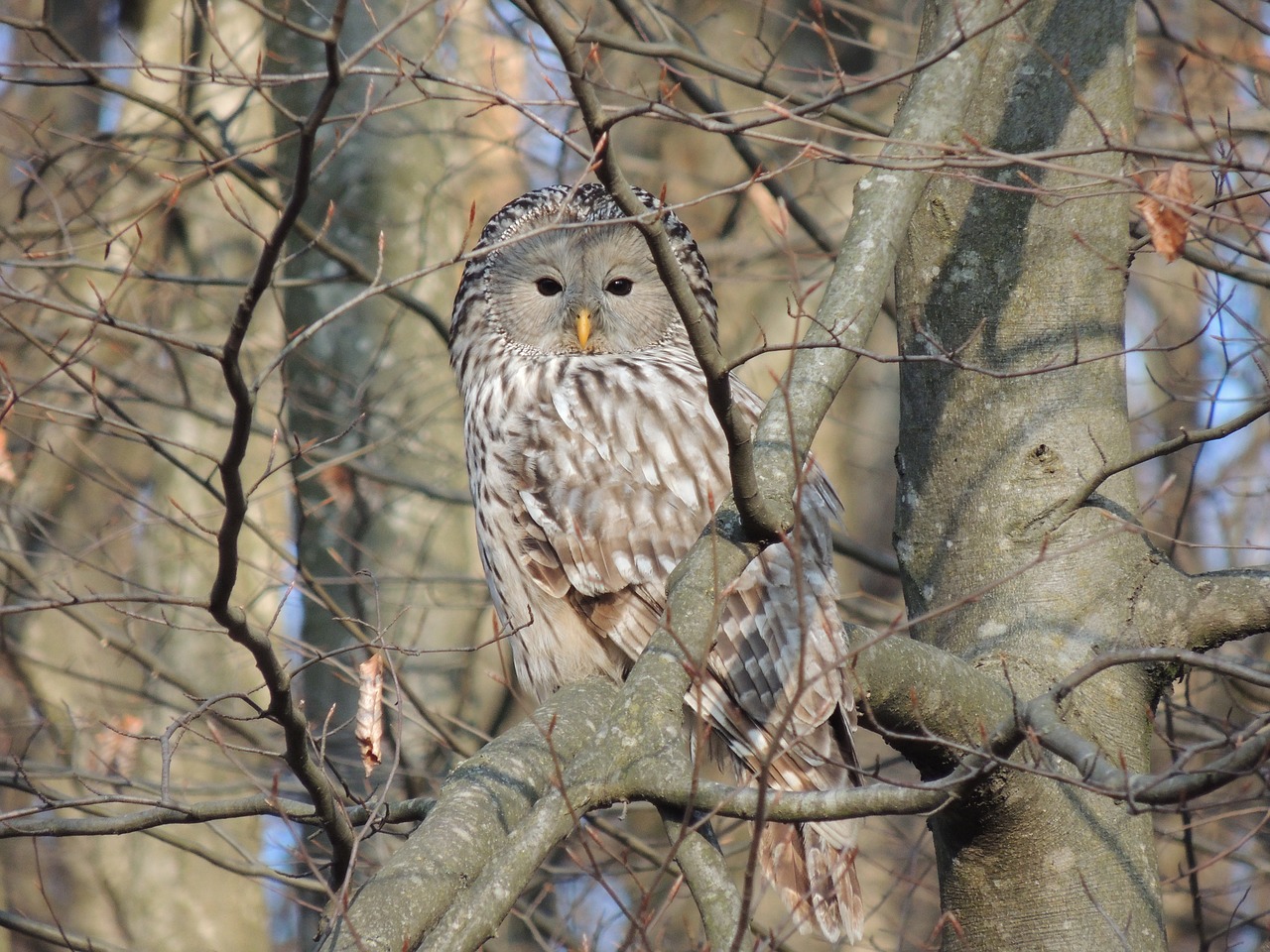 andriy owl forest free photo