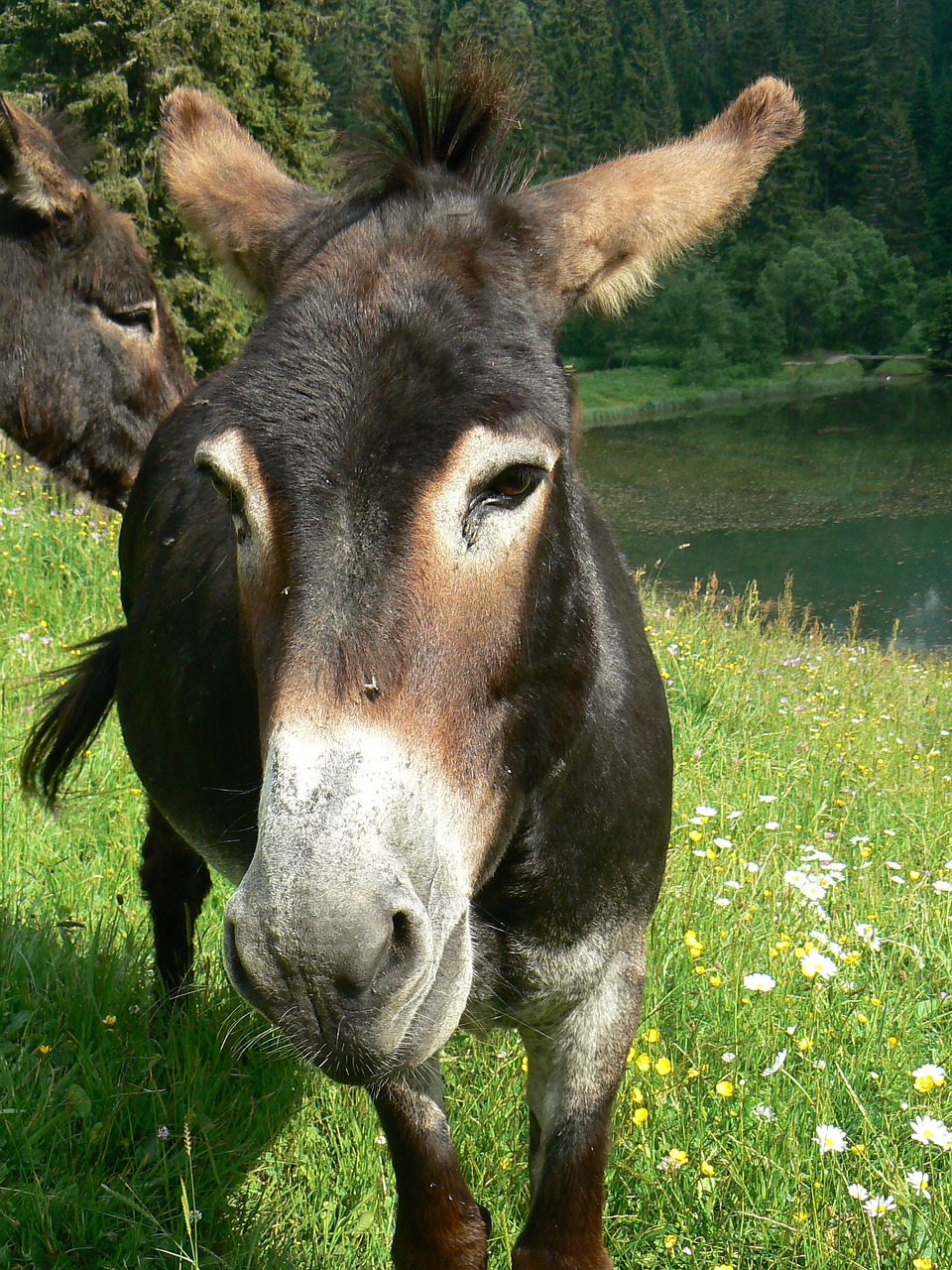 ane animal donkey free photo
