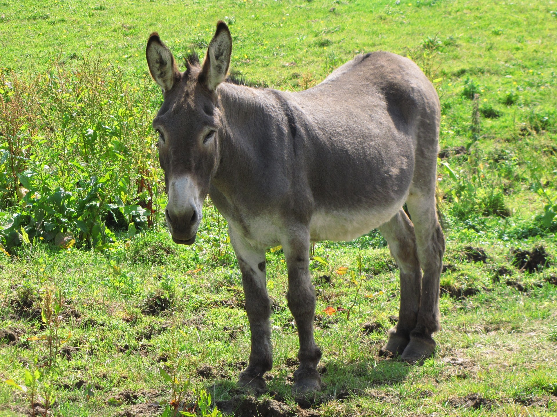 donkey jackass horse free photo