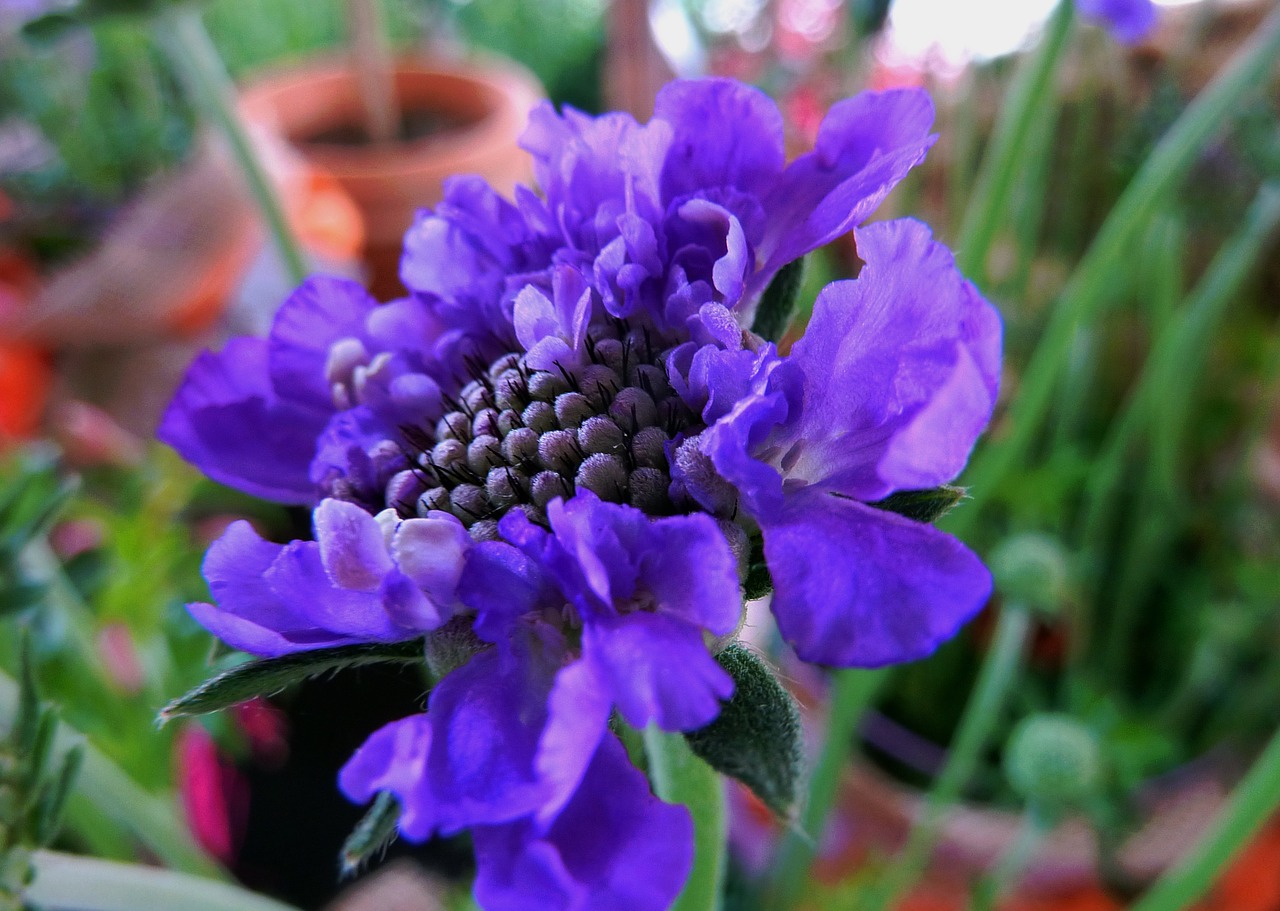 anemone blue flower free photo