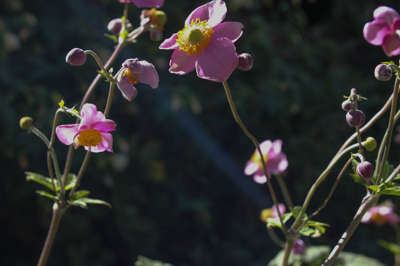 anemone flower garden free photo