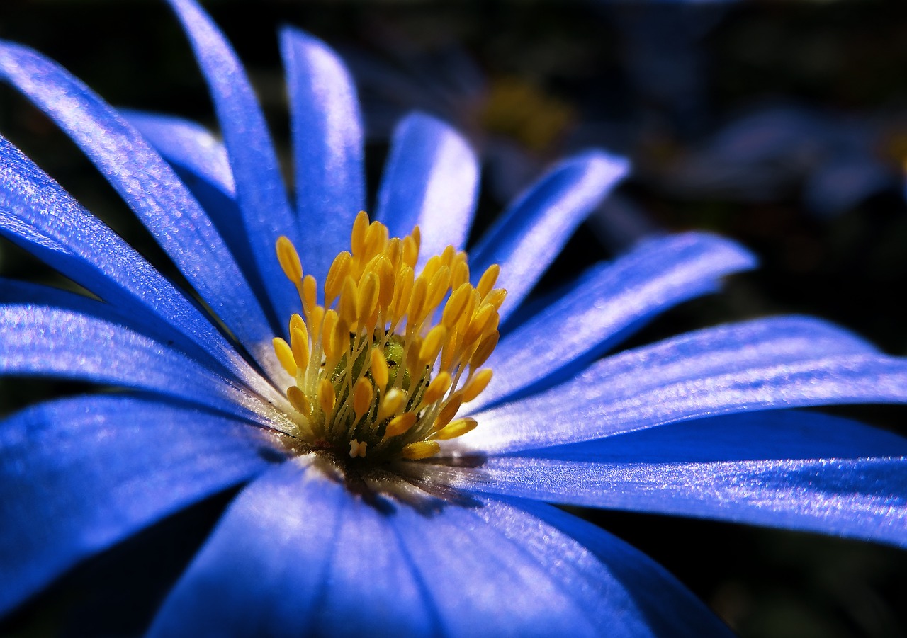 anemone blue plant free photo