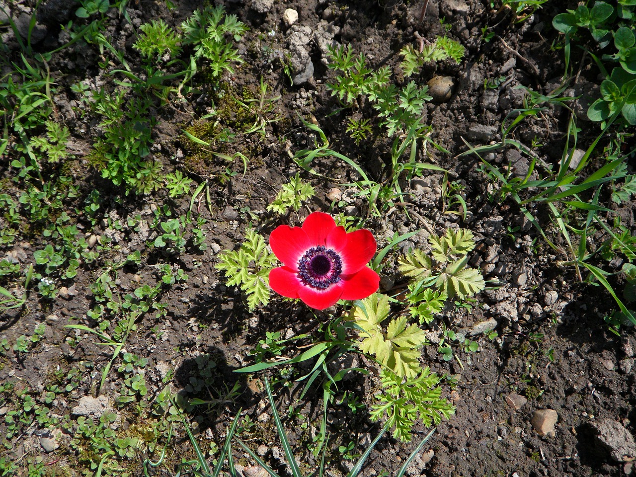 anemone lonely red free photo