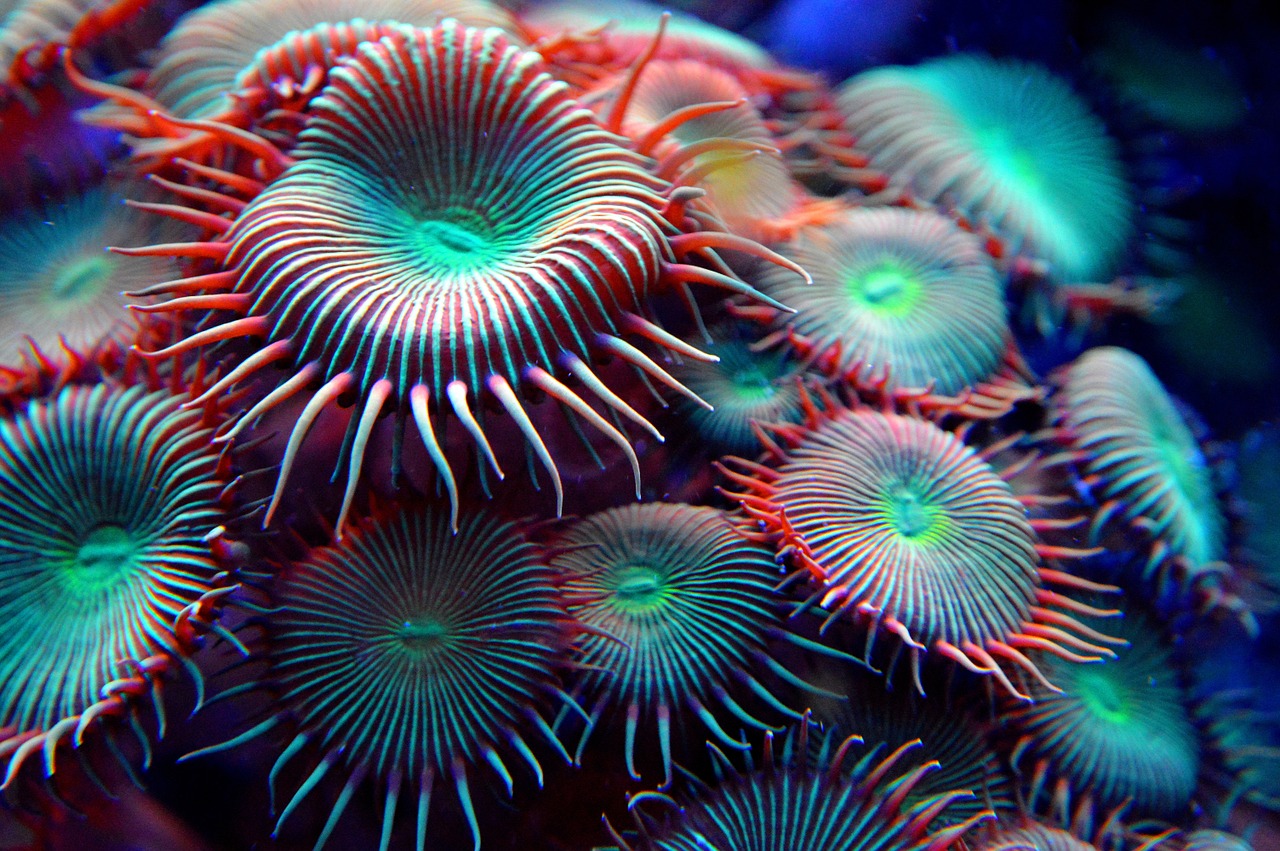 anemone coral sea free photo