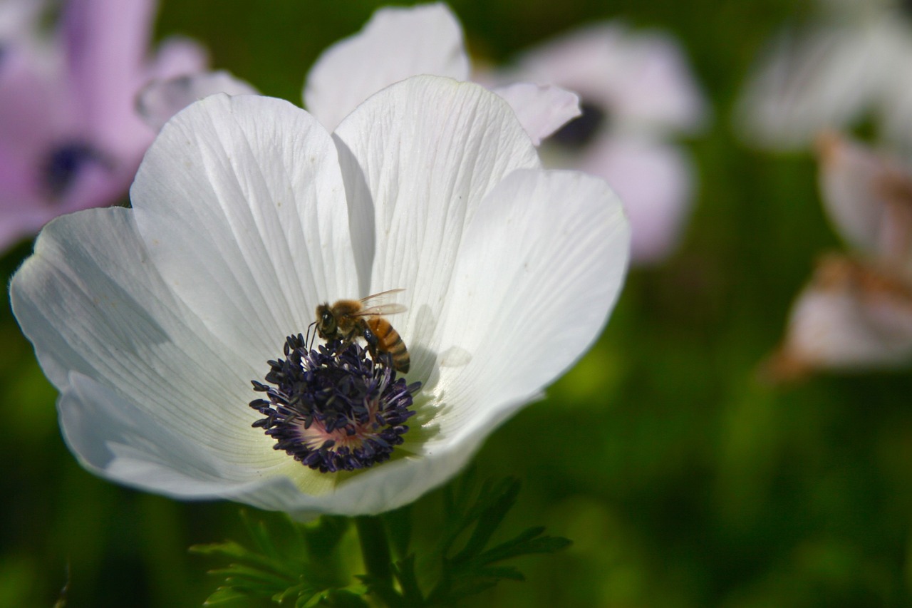 anemone white white flower free photo