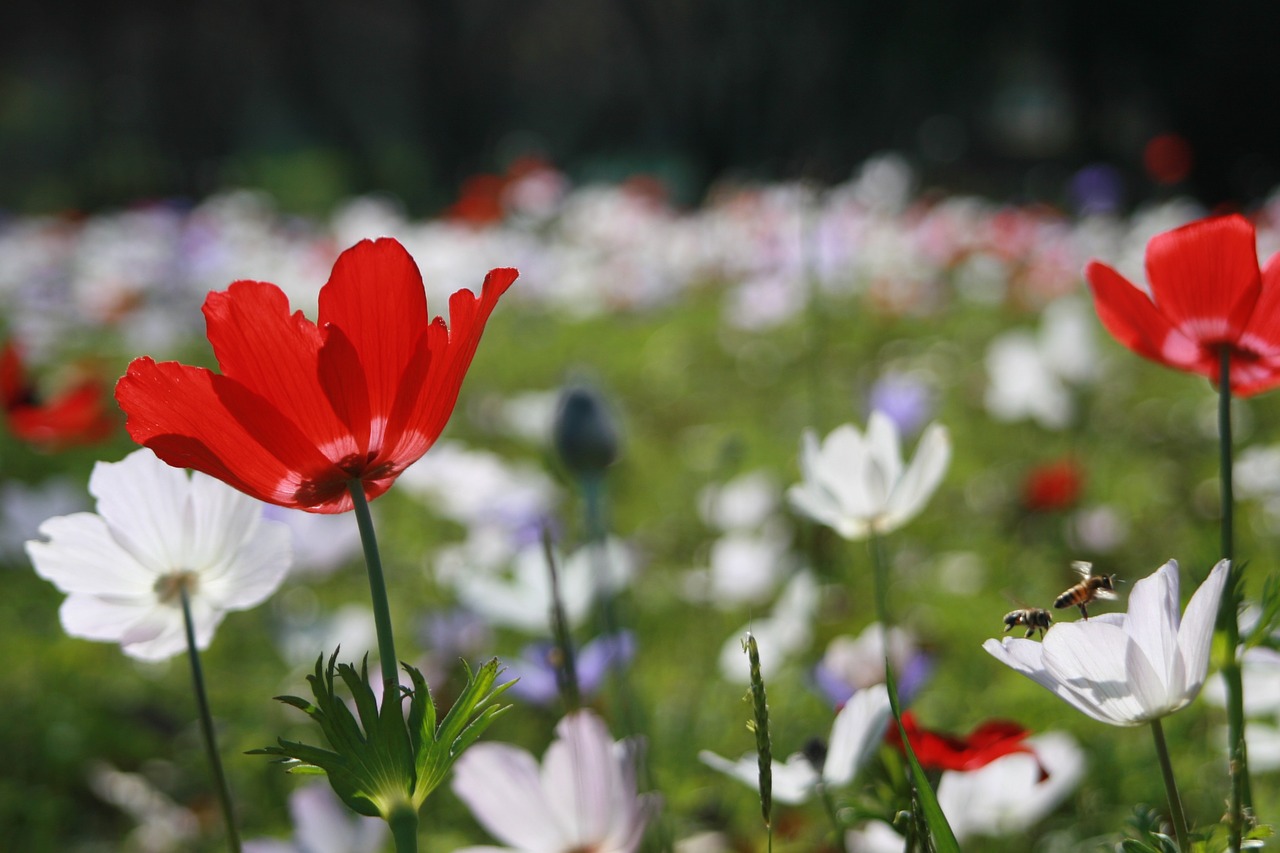 anemone field flowers free photo