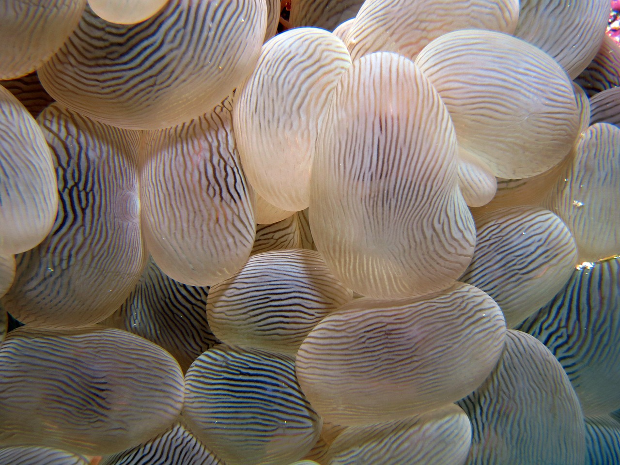 anemone macro underwater free photo