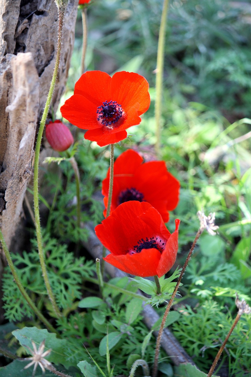 anemone flower red free photo