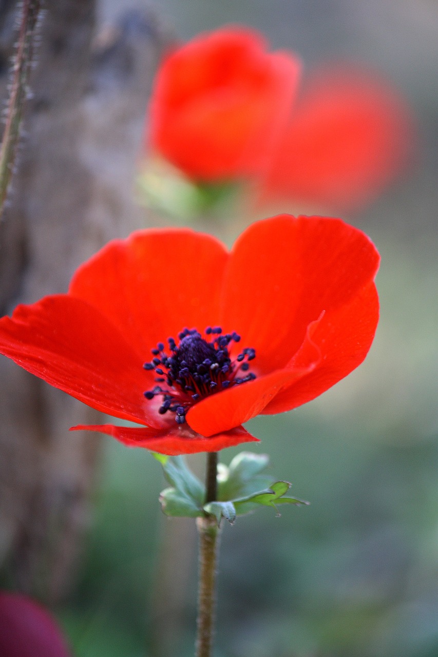 anemone flower red free photo