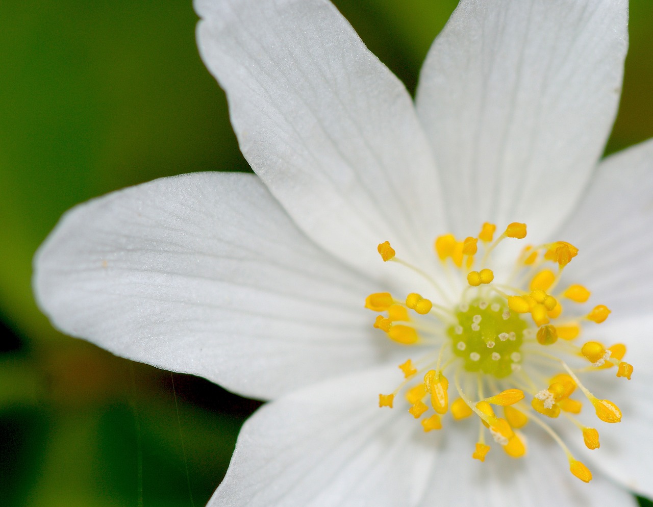 anemone white forest free photo