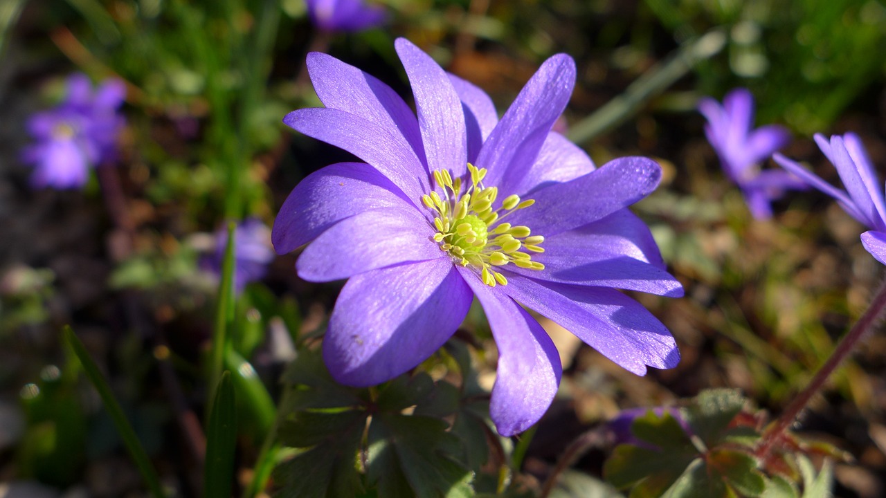 anemone violet purple free photo