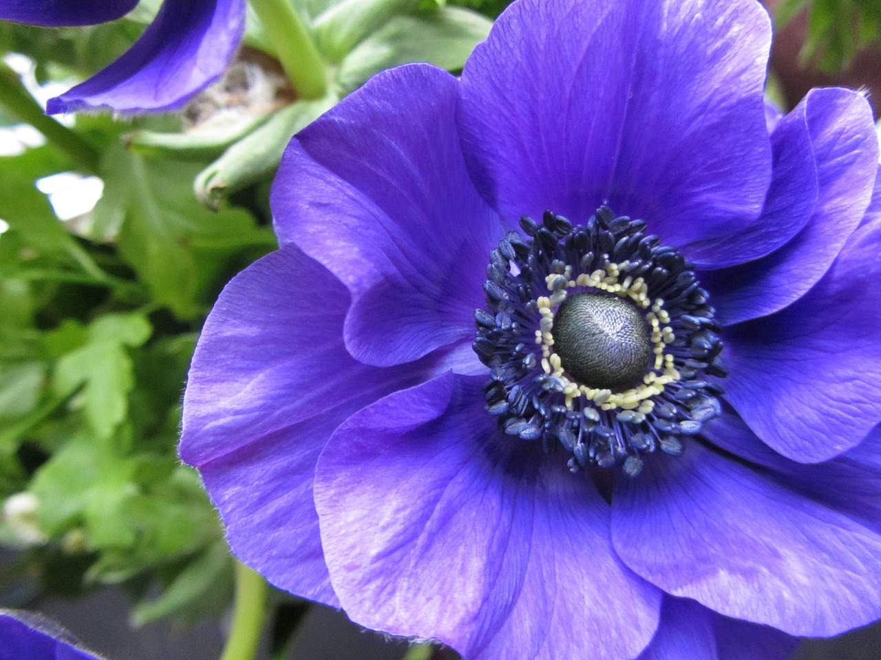 anemone buttercup purple free photo