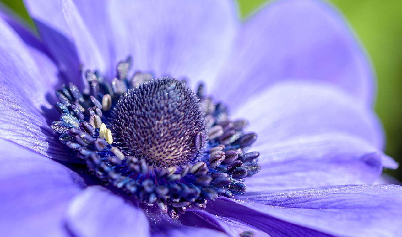 anemone purple blossom free photo