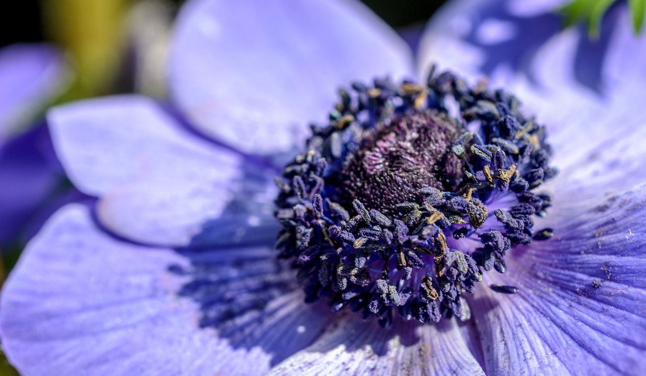 anemone purple flower free photo