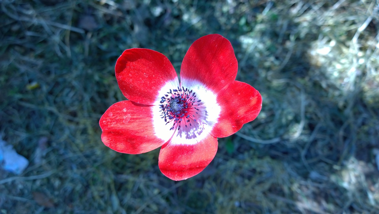 anemone spring flowers free photo