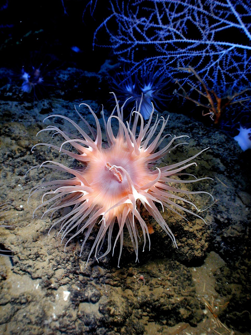 anemone sea life sea free photo