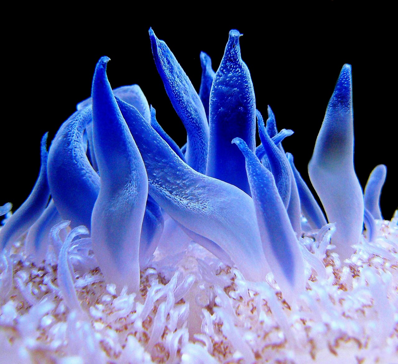 anemone coral reef meeresbewohner free photo
