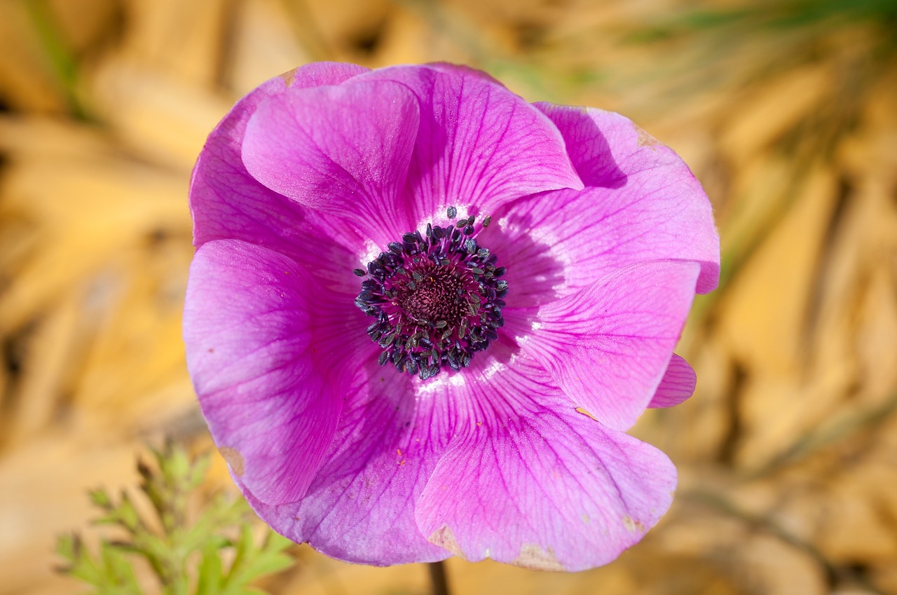 anemone flower blossom free photo