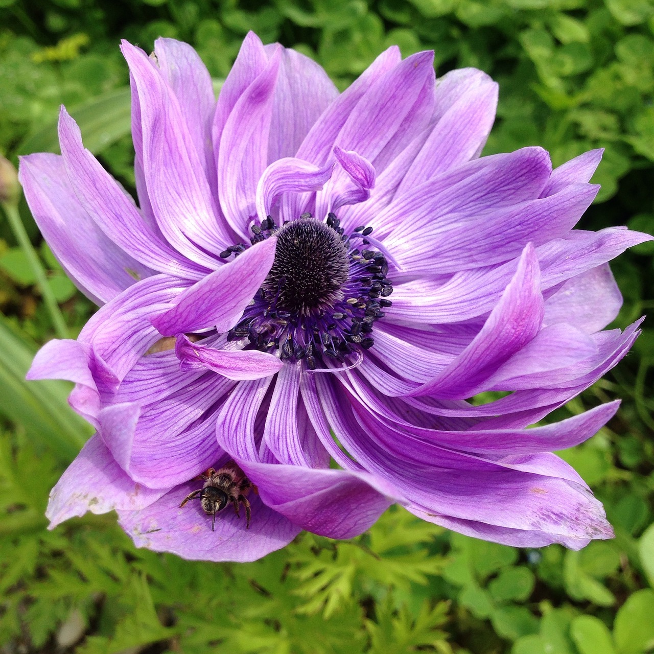 anemone flower spring free photo