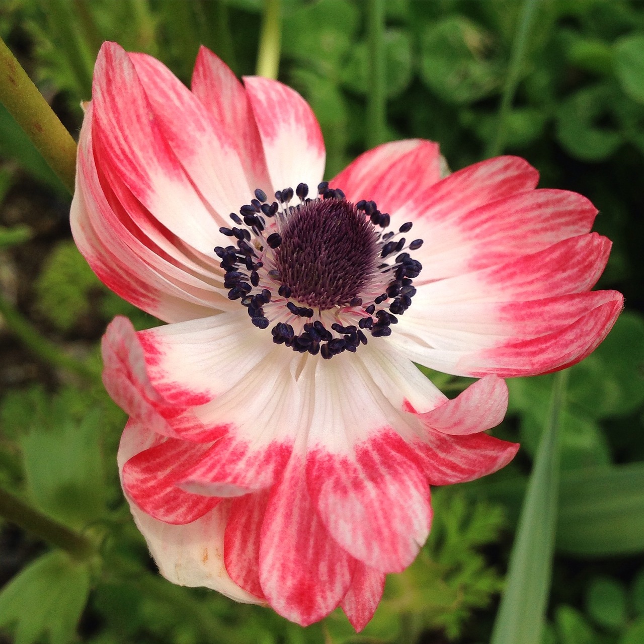 anemone flower spring free photo