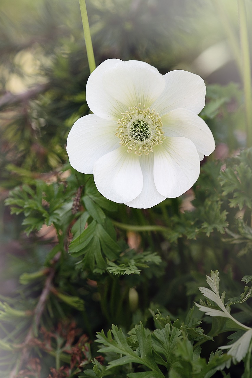 anemone white white anemone free photo