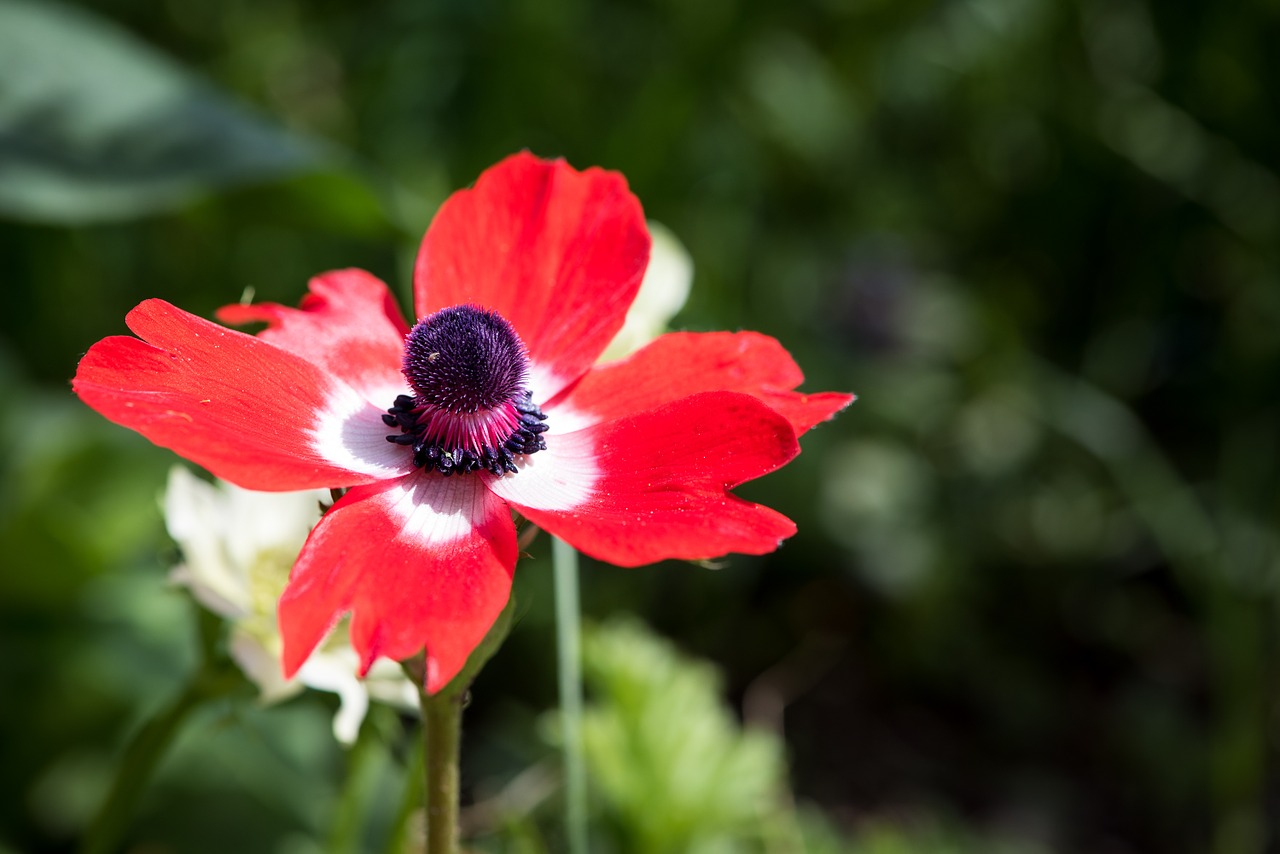 anemone red red anemone free photo