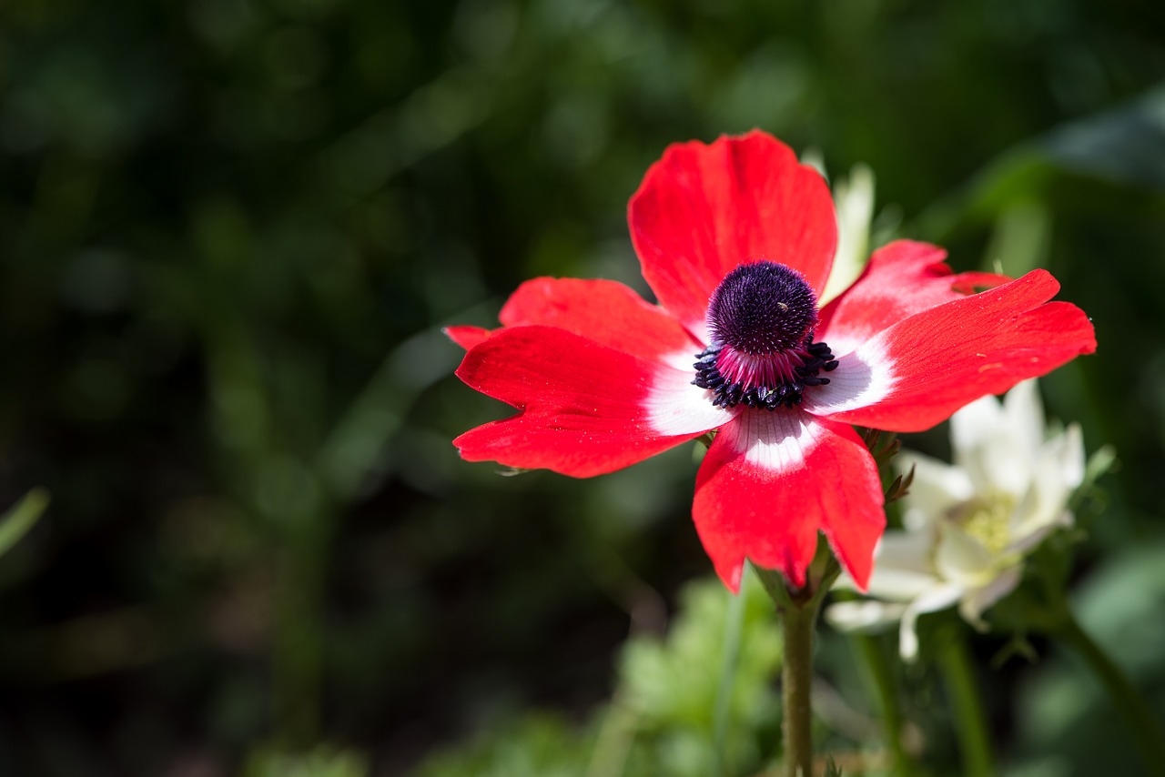 anemone red red anemone free photo