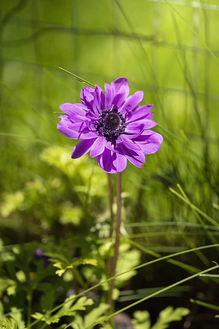 anemone flower purple free photo