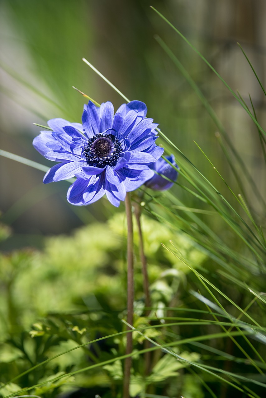 anemone flower blue free photo