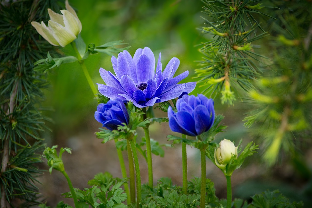 anemone hahnenfußgewächs bloom free photo