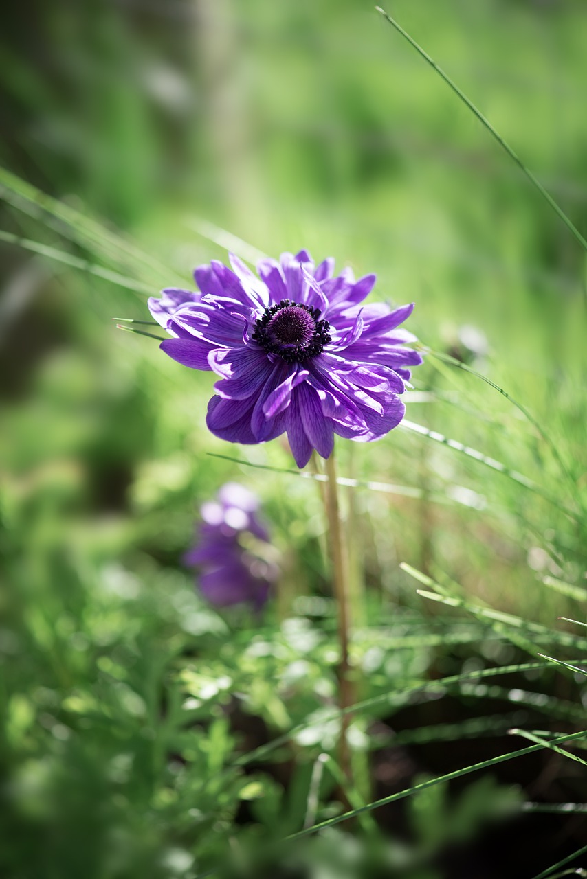 anemone flower purple free photo