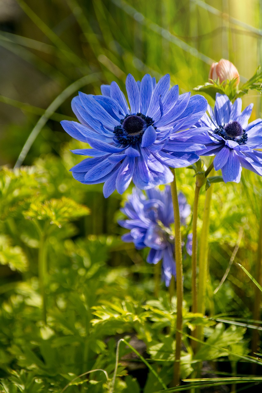 anemone flower blue free photo