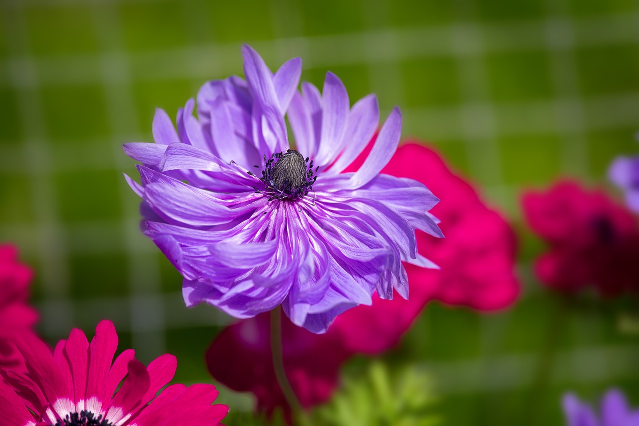 anemone flower purple free photo