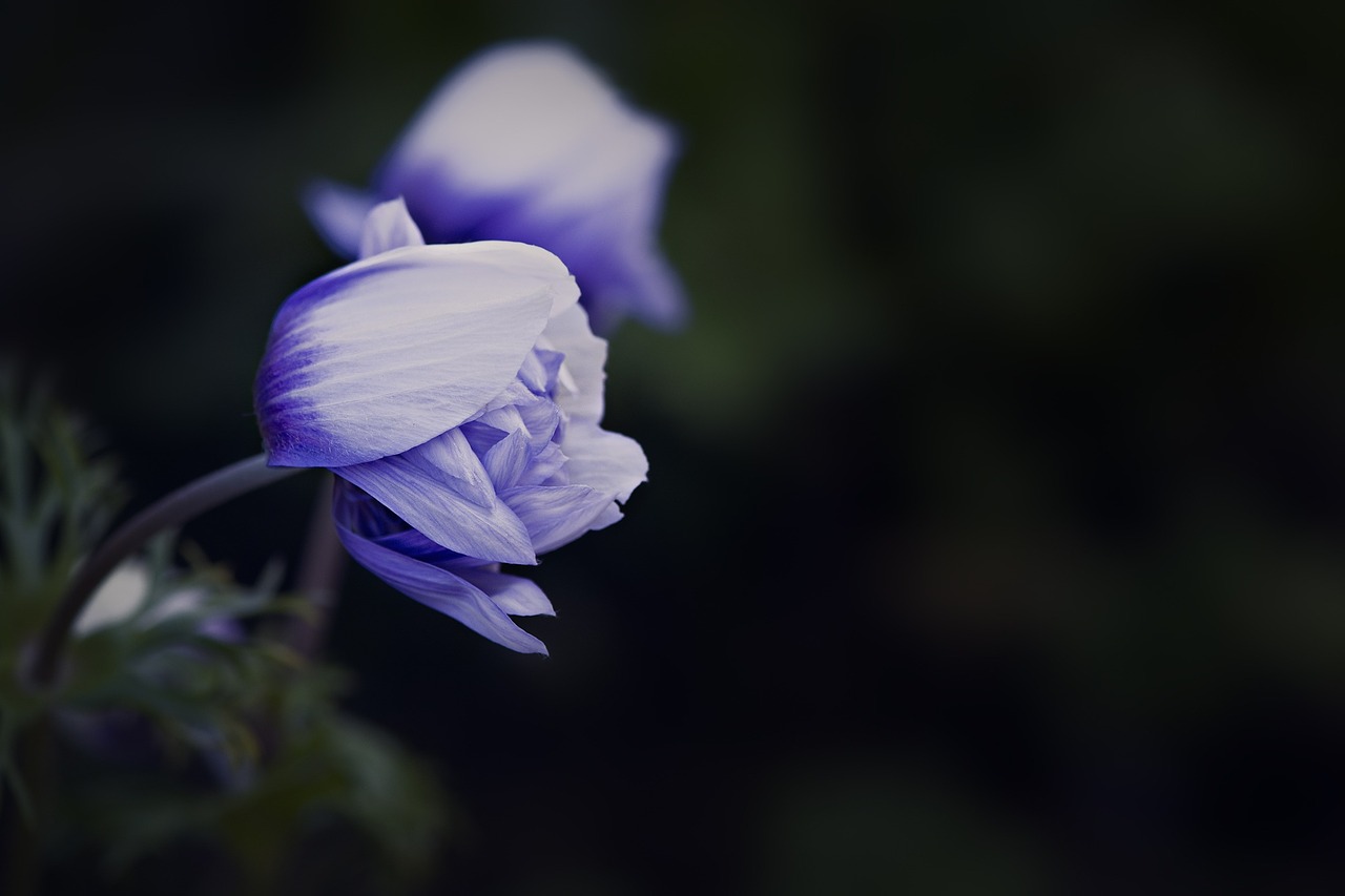 anemone blue white blossom free photo