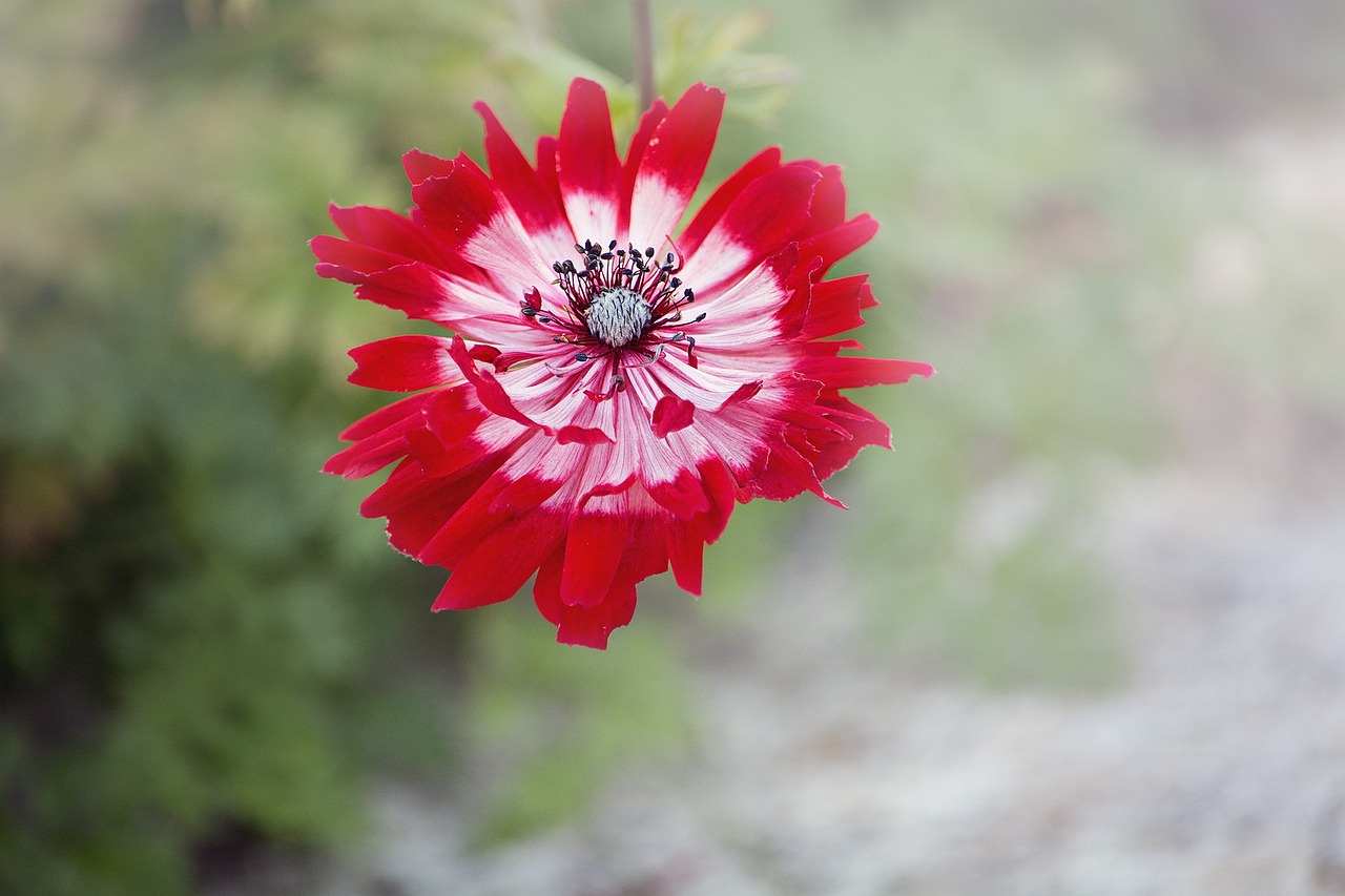 anemone flower red free photo