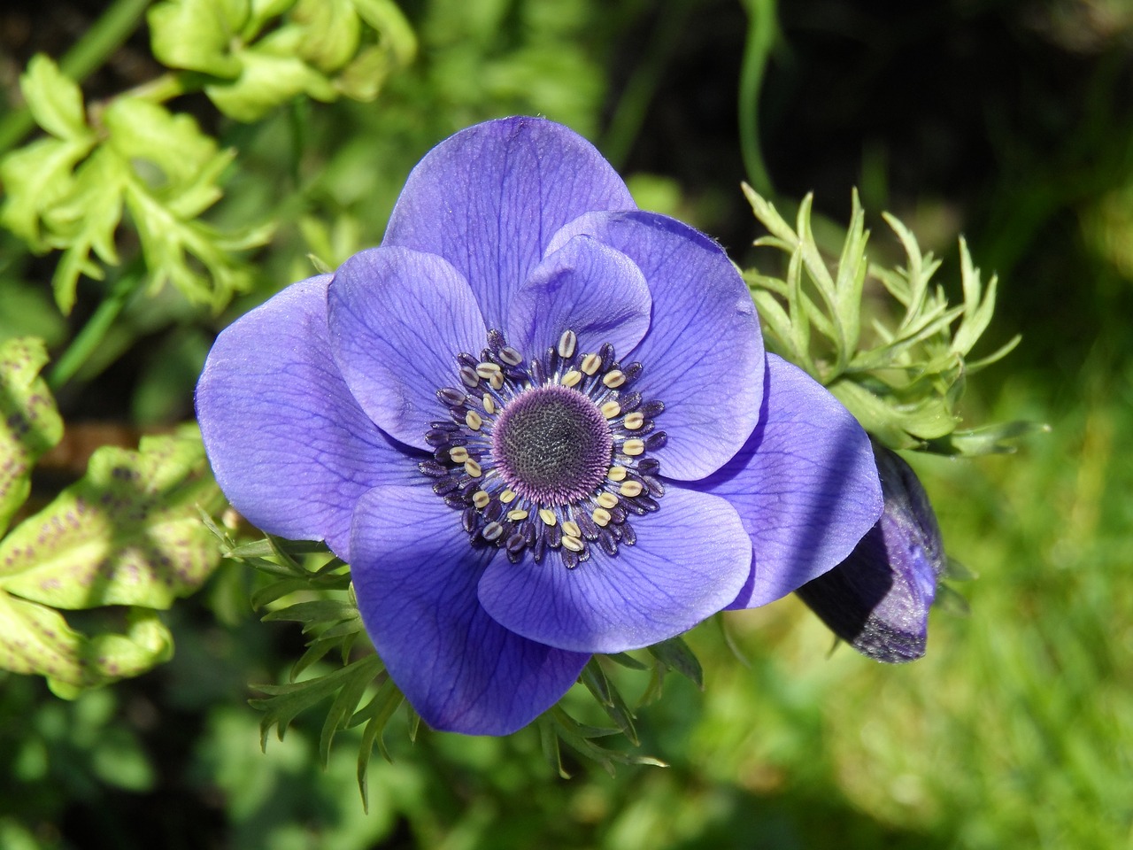 anemone wood anemone flower free photo