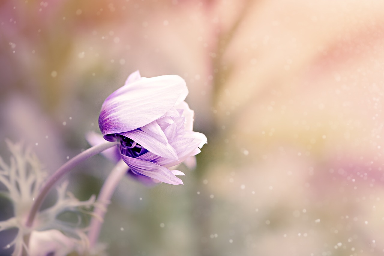 anemone flower violet-white free photo