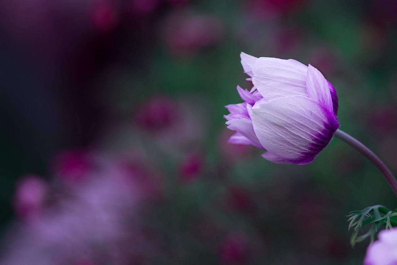 anemone blossom bloom free photo