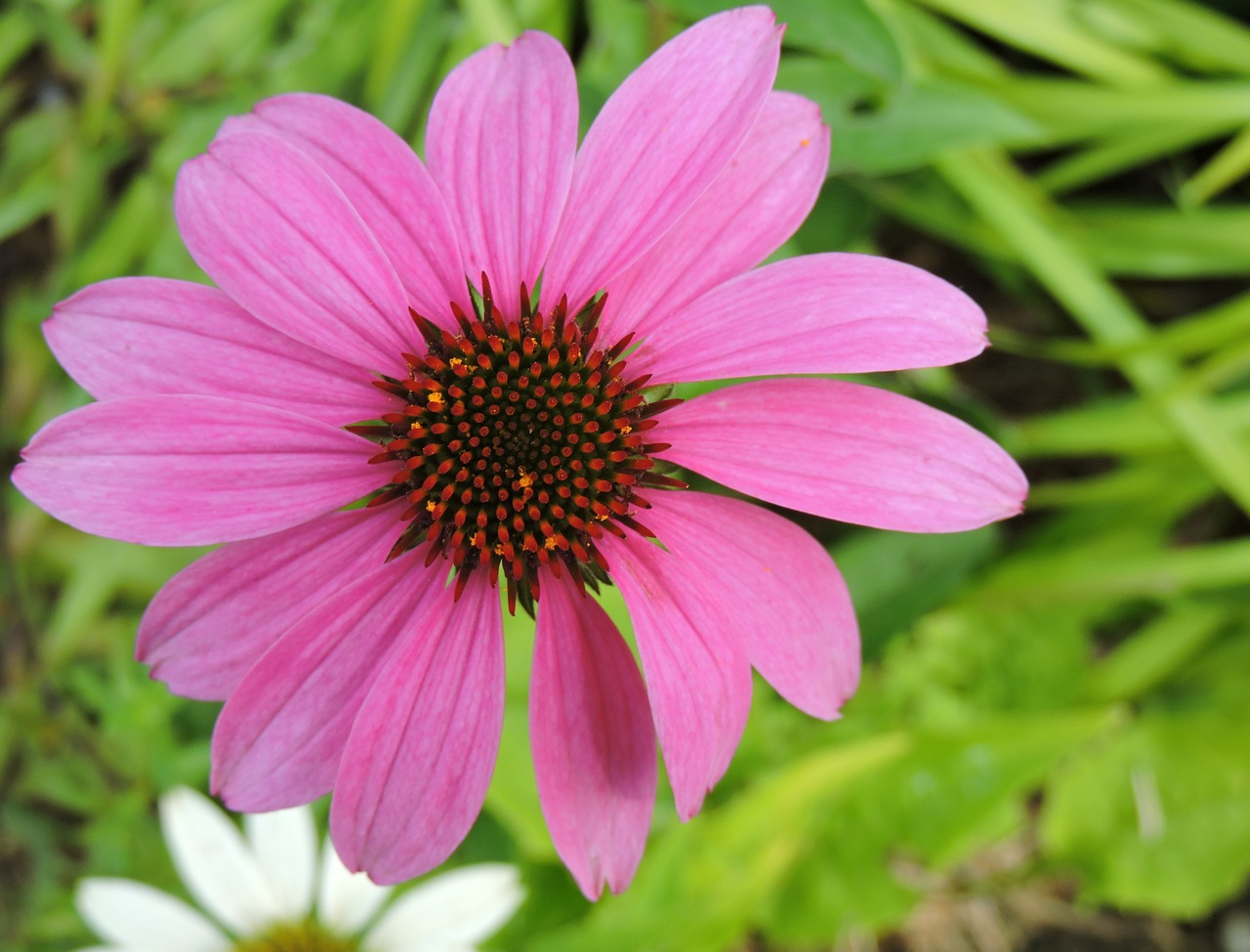 echinacea garden tulln free photo