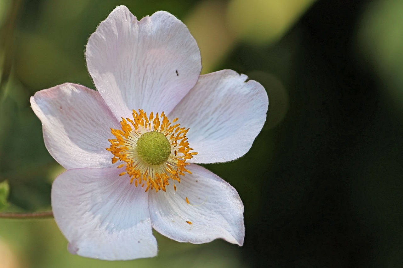 anemone fall anemone blossom free photo