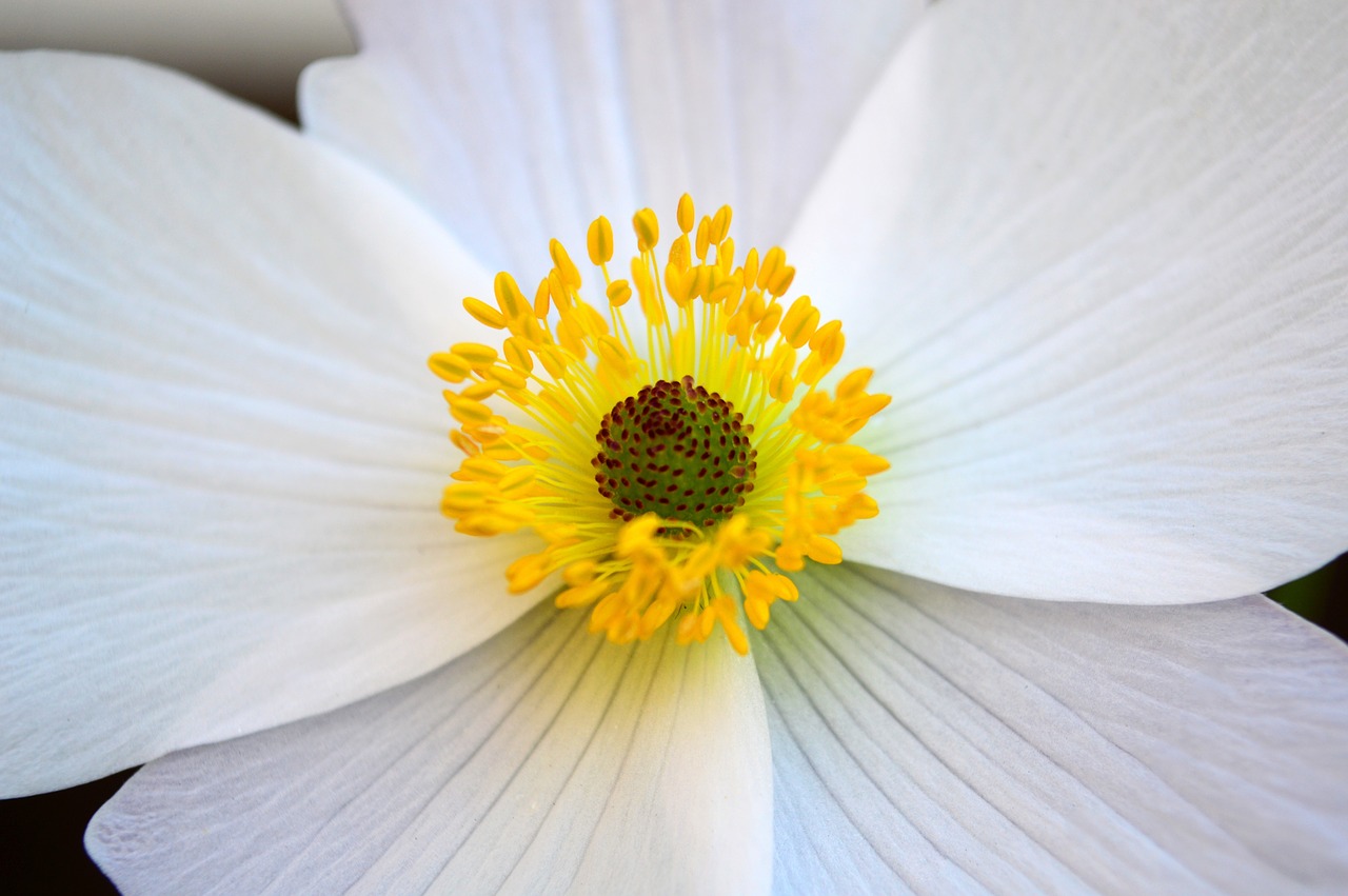 anemone white flower free photo
