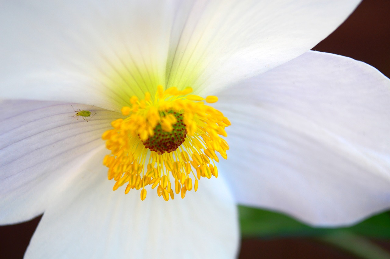 anemone white flower free photo