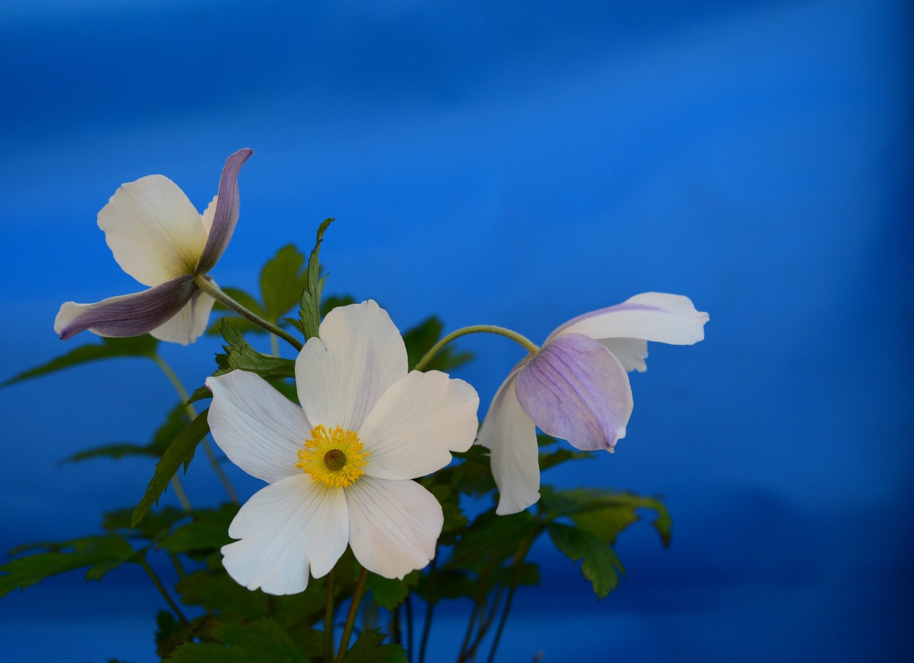 anemone white flower free photo