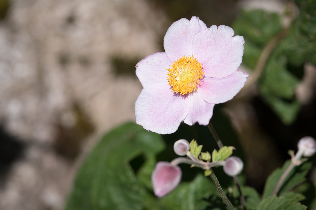 anemone fall anemone blossom free photo